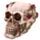 Skull with Roses