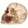 Skull with Rose in Teeth
