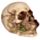 Skull with Rose in Teeth