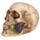 Skull with Rose in Teeth