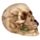 Skull with Rose in Teeth