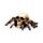 Skull with Spider Legs