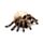 Skull with Spider Legs
